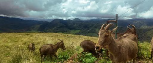 Eravikulam National Park