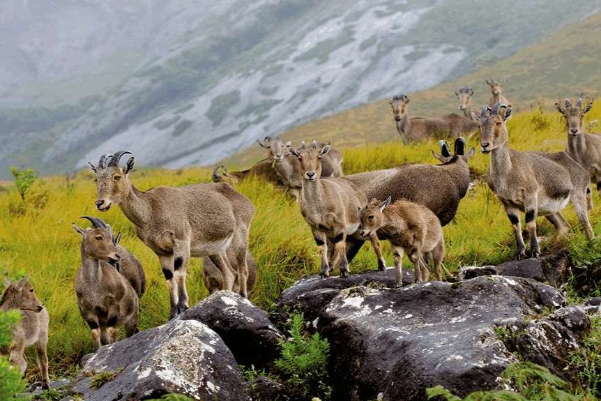 Idukki Wildlife Sanctuary